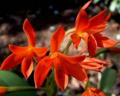 Guarianthe aurantiaca