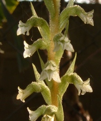 Beloglottis costaricensis