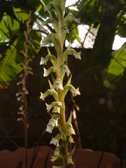 Beloglottis costaricensis