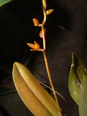 Acianthera