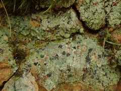 Placopsis argillacea