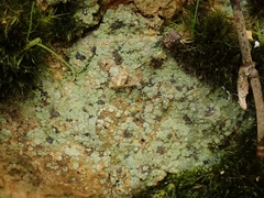 Placopsis argillacea