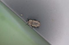 Gonocephalum persimile