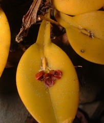 Acianthera circumplexa