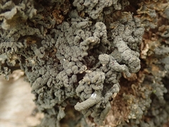 Leptogium coralloideum