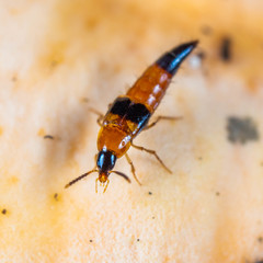 Lordithon pulchellus