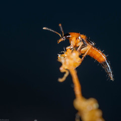 Lordithon pulchellus