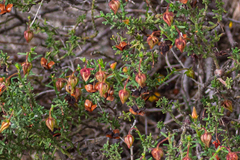 Fumana thymifolia