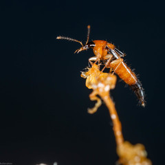 Lordithon pulchellus