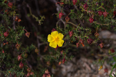 Fumana thymifolia
