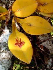 Acianthera circumplexa