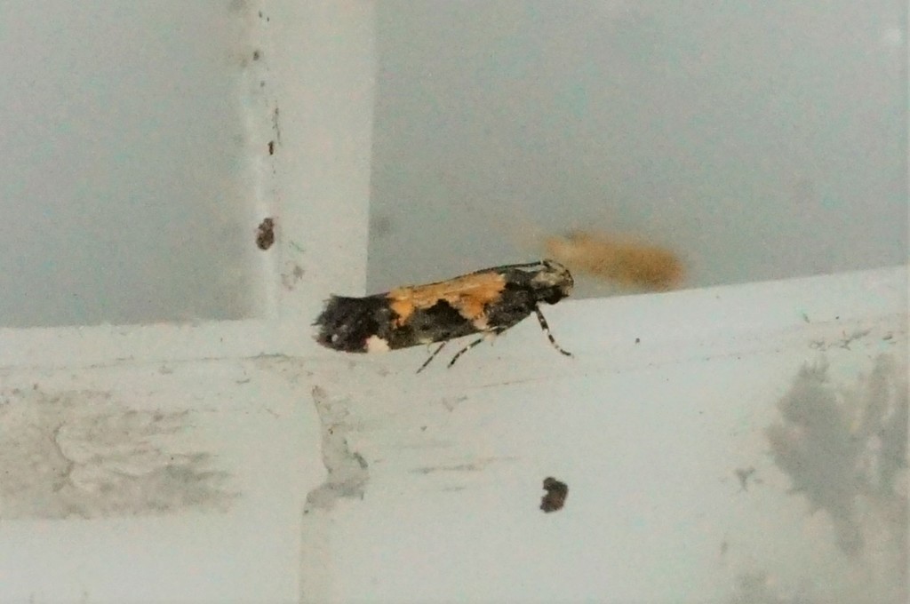 Stegasta jejuensis