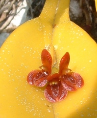 Acianthera circumplexa