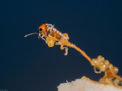 Lordithon pulchellus