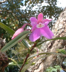 Epidendrum centropetalum