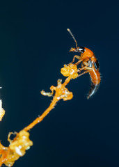 Lordithon pulchellus