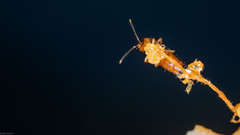 Lordithon pulchellus