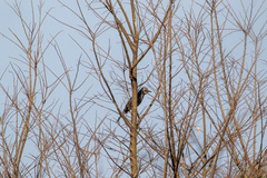 Hypsipetes amaurotis