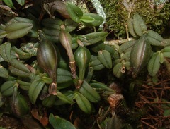 Epidendrum peperomia