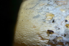 Butyriboletus appendiculatus