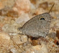 Ypthima asterope hereroica