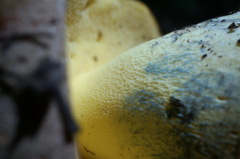 Butyriboletus appendiculatus
