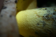 Butyriboletus appendiculatus