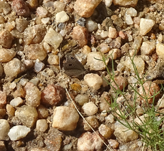 Ypthima asterope hereroica