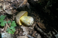Butyriboletus appendiculatus