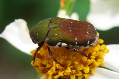 Glycyphana pygmaea