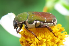 Glycyphana pygmaea