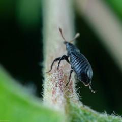 Magdalis ruficornis