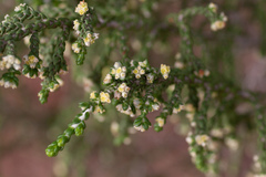 Thymelaea hirsuta