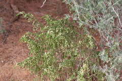 Thymelaea hirsuta