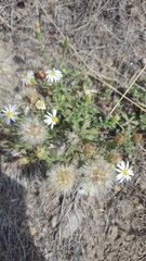 Vittadinia australis