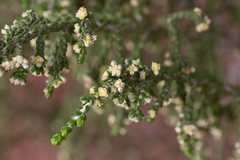 Thymelaea hirsuta