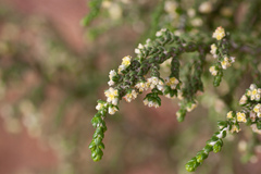 Thymelaea hirsuta