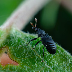 Magdalis ruficornis