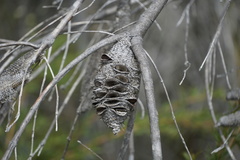 Banksia occidentalis
