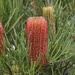 Red Swamp Banksia - Photo (c) Dustyn and Catherine, some rights reserved (CC BY-NC), uploaded by Dustyn and Catherine