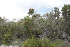 Banksia occidentalis