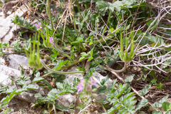 Erodium moschatum