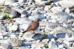 Turdus eunomus