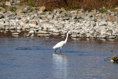Ardea alba