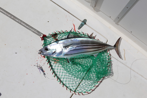photo of Skipjack Tuna (Katsuwonus pelamis)