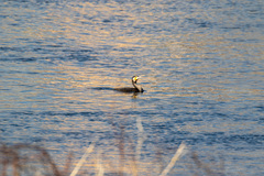 Phalacrocorax carbo