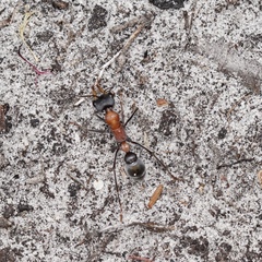 Myrmecia chasei