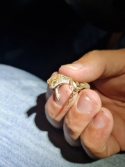 Pachydactylus mariquensis