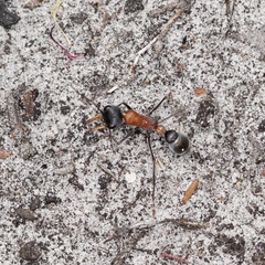 Myrmecia chasei