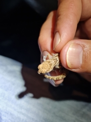 Pachydactylus mariquensis